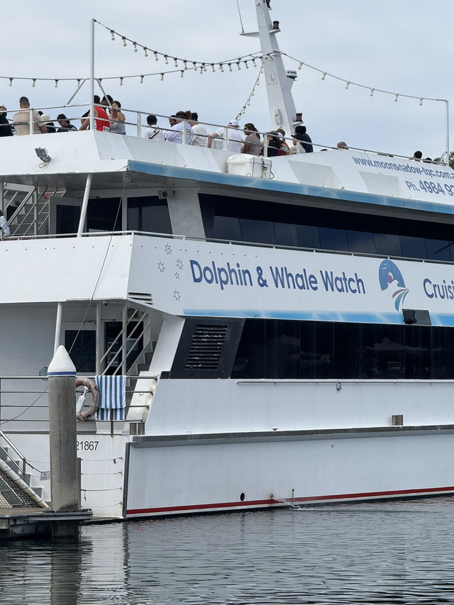 【シドニー郊外】野生のイルカと絶景に出会える場所。Port Stephens で過ごす1日
