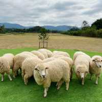 Stardoi Farm Khaoyai
