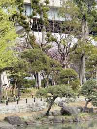 東京｜隅田公園的櫻花盛宴