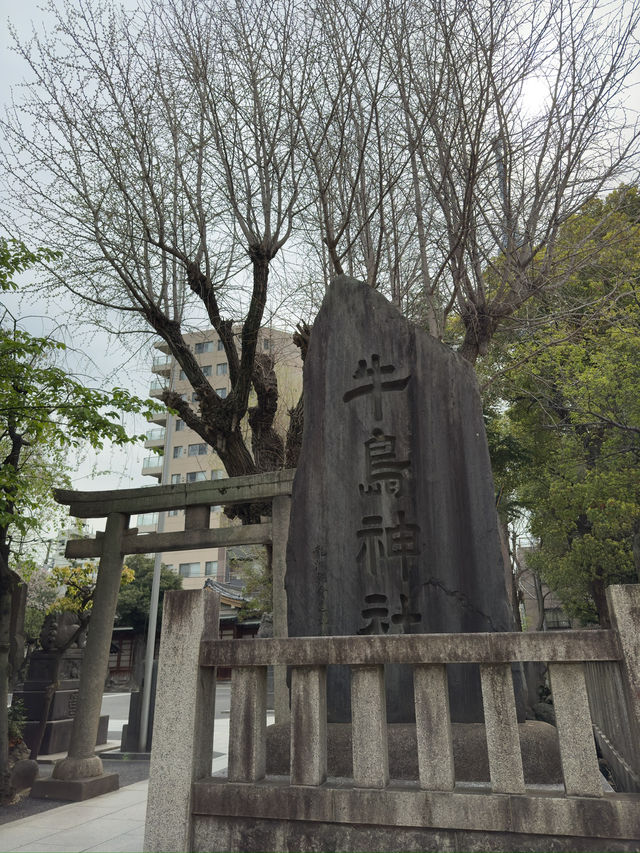 東京｜牛嶋神社的櫻花魅力
