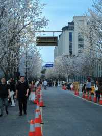 Hangzhou! Nearly Full Bloom! The Night Sakura Here Is Absolutely Stunning! 🌸