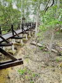 Taman Tanjung Ketapang: Where Mangrove Boardwalks & Monkey Drama Collide🌿🐒