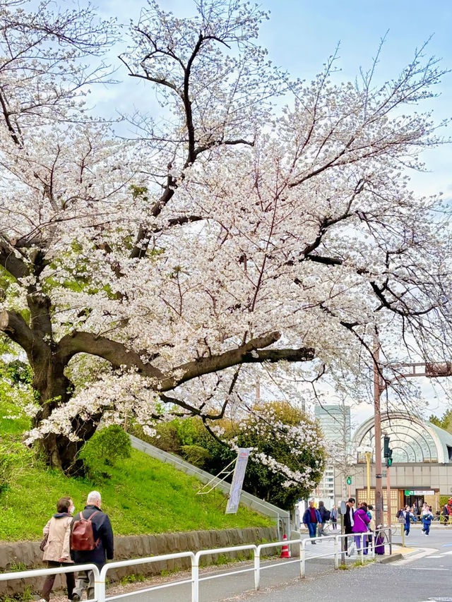 Hidden Cherry Blossom Spots in Tokyo 🌸✨