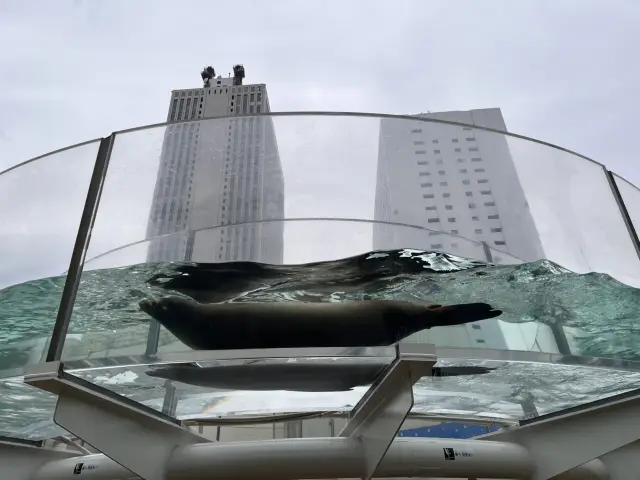 Flying sea lions!? Sunshine Aquarium @ Ikebukuro