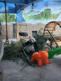 免門票看熊貓就在唐山動物園！！