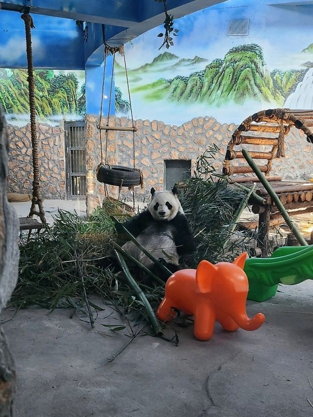 免門票看熊貓就在唐山動物園！！