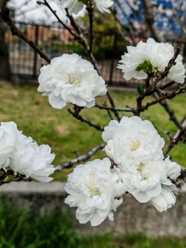 大阪城公園历史與自然的完美融合