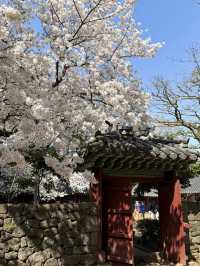 Jeju Island's Cherry Blossoms are So Beautiful, They Leave You Speechless! 🌸😱