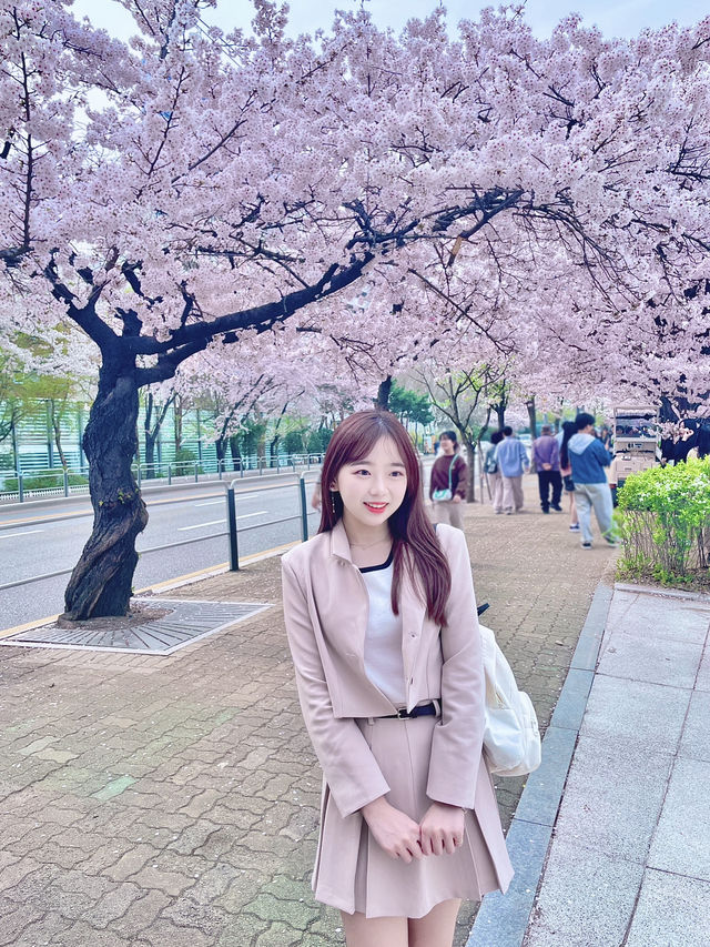 🇰🇷首爾汝矣島賞櫻攻略🌸不藏私路線分享