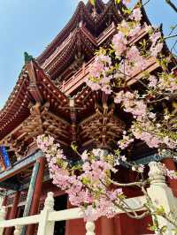 The Bureaucrat’s Blossoms: How Sakura Stole the Show at China’s Ancient Government Complex