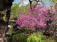 This spot is straight-up charming during cherry blossom season