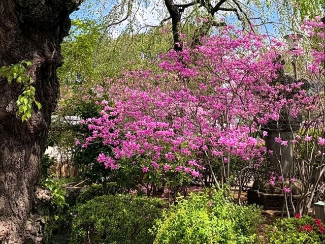 This spot is straight-up charming during cherry blossom season
