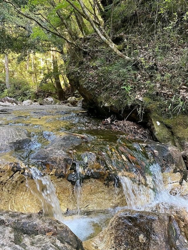 Secret Cave Vibes & Forest Feels