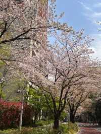 Tokyo | No Need to Be a Cherry Blossom Refugee in April 🌸