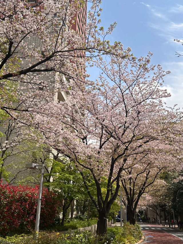 Tokyo | No Need to Be a Cherry Blossom Refugee in April 🌸