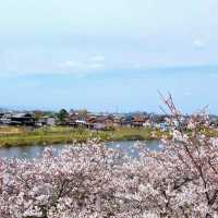 名古屋櫻花季 | 空中單車的夢幻之旅