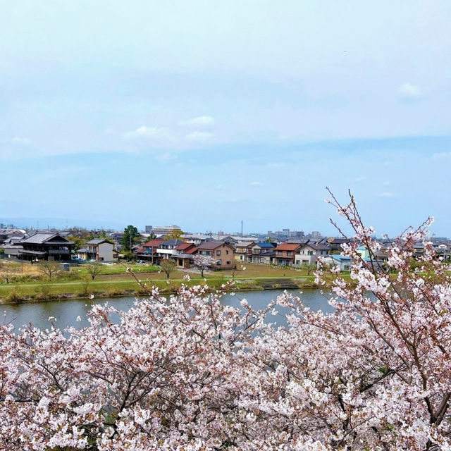 名古屋櫻花季 | 空中單車的夢幻之旅