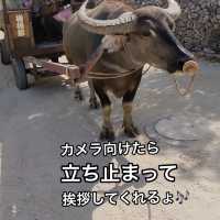 竹富島の水牛が神対応すぎる！