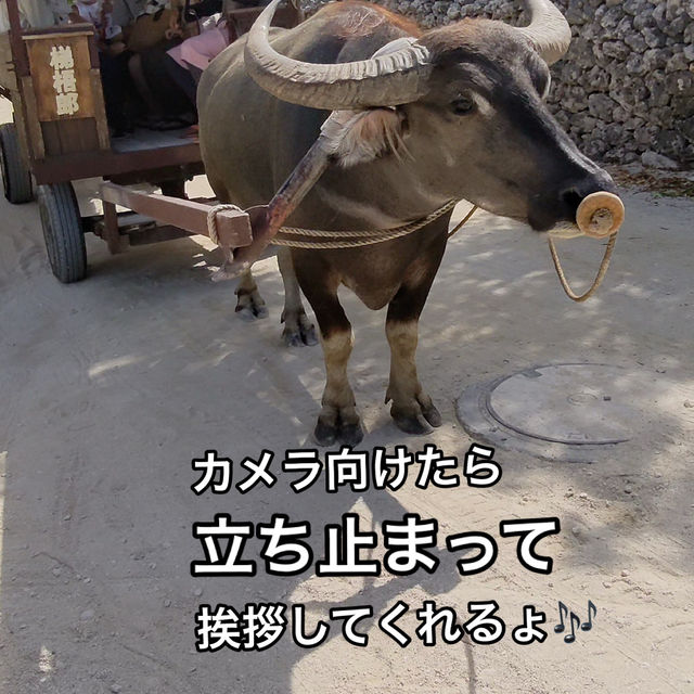 竹富島の水牛が神対応すぎる！