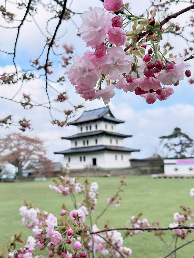 2025五月北海道獨遊追櫻之旅🌸 - 第三彈