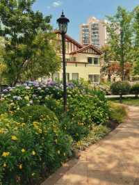 💐 City Center Hydrangea Garden Walk 