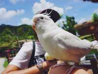 ใกล้ชิดสัตว์ต่างๆที่ Alpaca hill น้องๆน่ารักมาก
