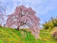 Akiyama’s Cherry Blossom Sweet Spot