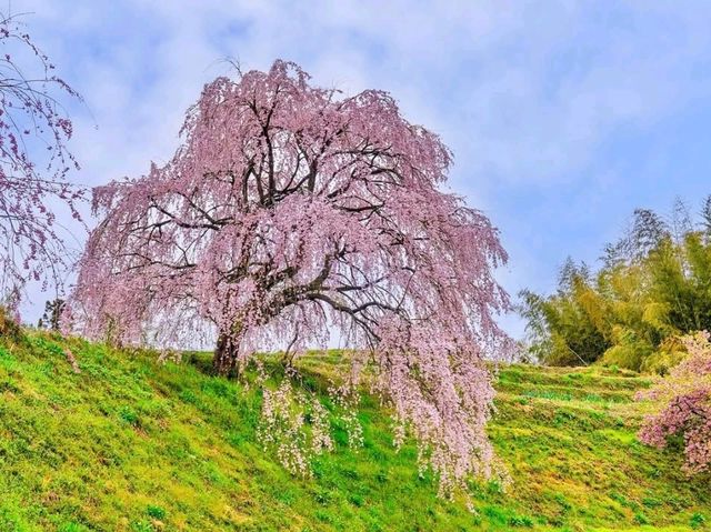 Akiyama’s Cherry Blossom Sweet Spot