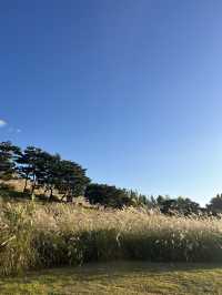 🏯🌿 Changnyongmun Gate – ประตูมังกรฟ้าแห่งซูวอน