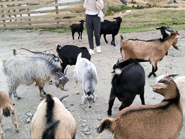🇳🇿鈕西蘭 皇后鎮輕鬆漫步 + Fergburger + Deer Park Heights 🏙️