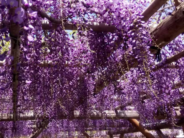 龜戶天神社｜東京第一名紫藤花海＋晴空塔絕美背景