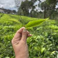 A Day at Beautiful Tea Plantation, Pangalengan-West Java