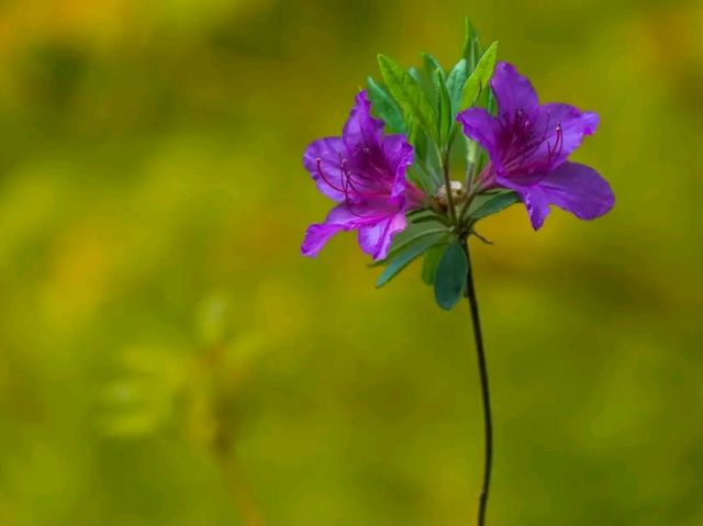 Bodnant Garden – A Glorious Day Among Blossoms and Sunlight