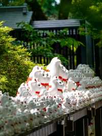 東京之旅·豪德寺⛩️🎏🐱