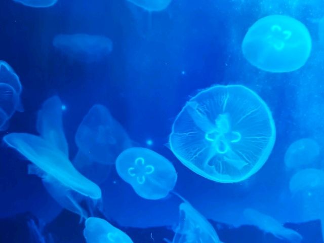 날씨 상관없이 만나는 제주 바다 – 아쿠아플라넷 제주