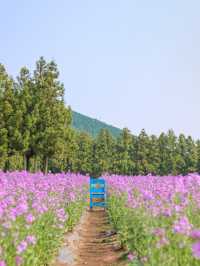 The flowers season in Jeju- Boromwat Seogwipo