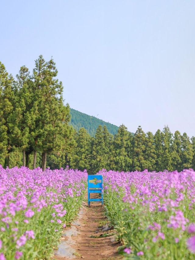 The flowers season in Jeju- Boromwat Seogwipo