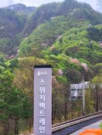 삼척가을단풍뷰관광지🍁하이원추추파크