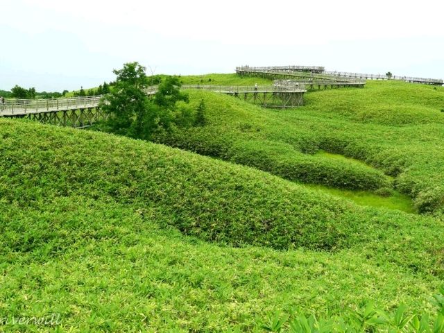 【北海道】世界遺産の森で知床の自然を堪能「知床五湖」