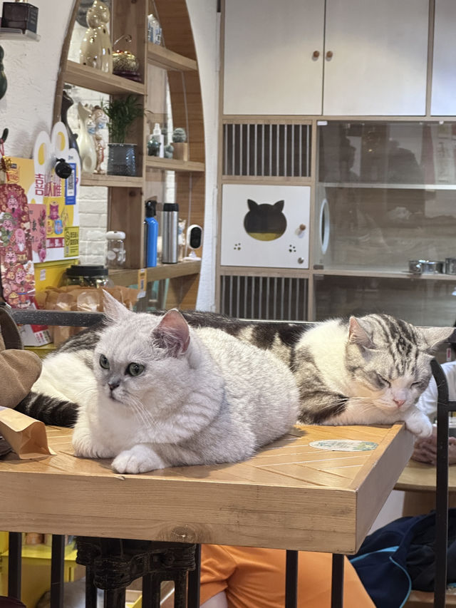 คาเฟ่แมวในซูโจว Cat twelve ถนน pingjiang 🇨🇳
