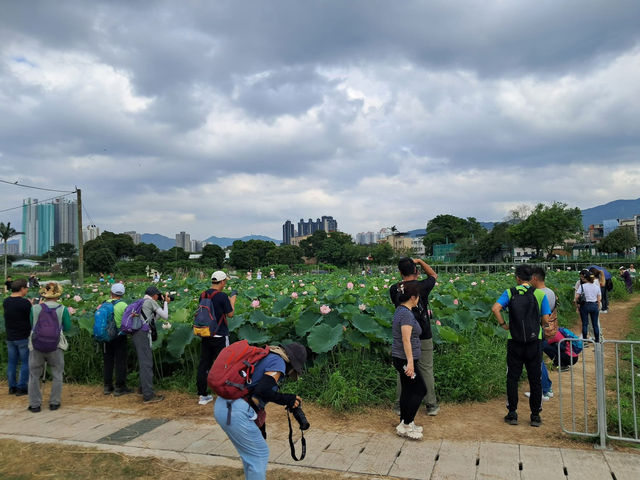 上水🇭🇰 秘景燕崗村後的塱原自然生態公園 😍