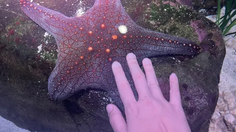Attractions to visit in SEA LIFE Sunshine Coast Aquarium — traveler post in Mooloolaba