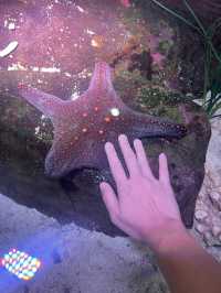 Attractions to visit in SEA LIFE Sunshine Coast Aquarium