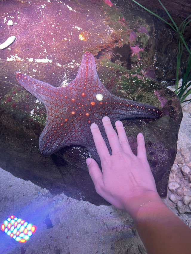Attractions to visit in SEA LIFE Sunshine Coast Aquarium