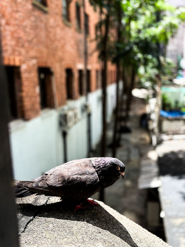🇭🇰香港醫學博物館