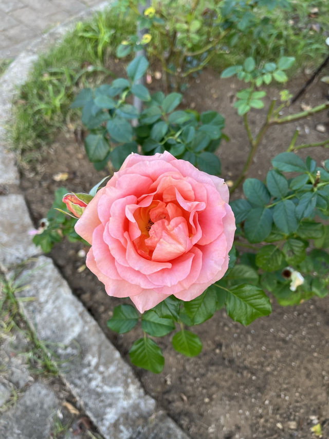 🌹【千葉・習志野 谷津バラ園】色と香りに包まれる、心ほぐれる初夏のひととき 