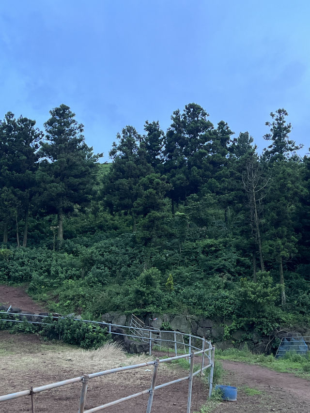 제주도 문도지오름 🌋🚘