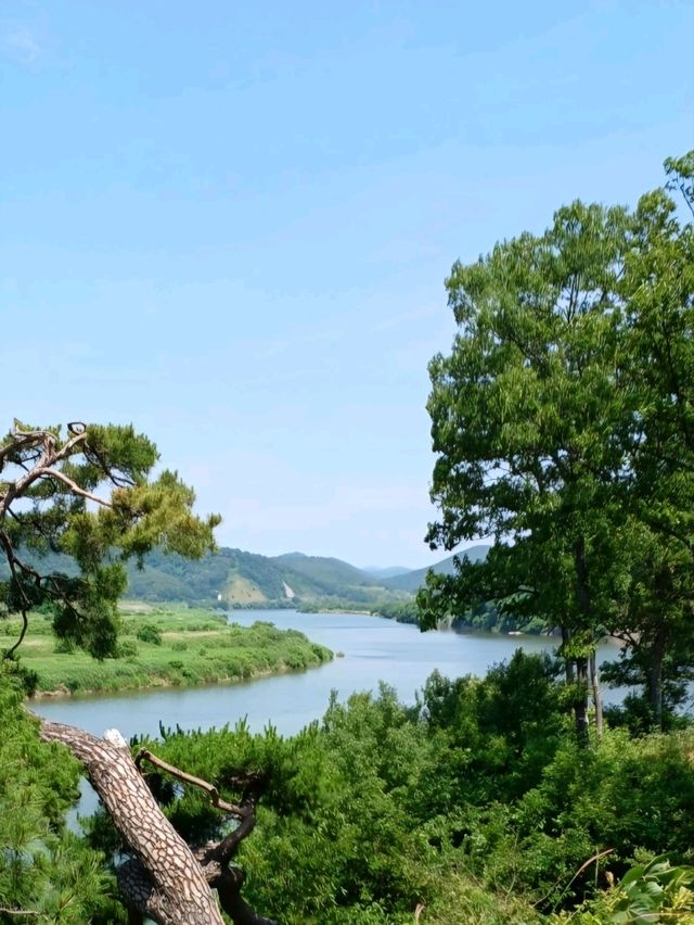 황금빛 물결 속 황홀한 꽃길 산책