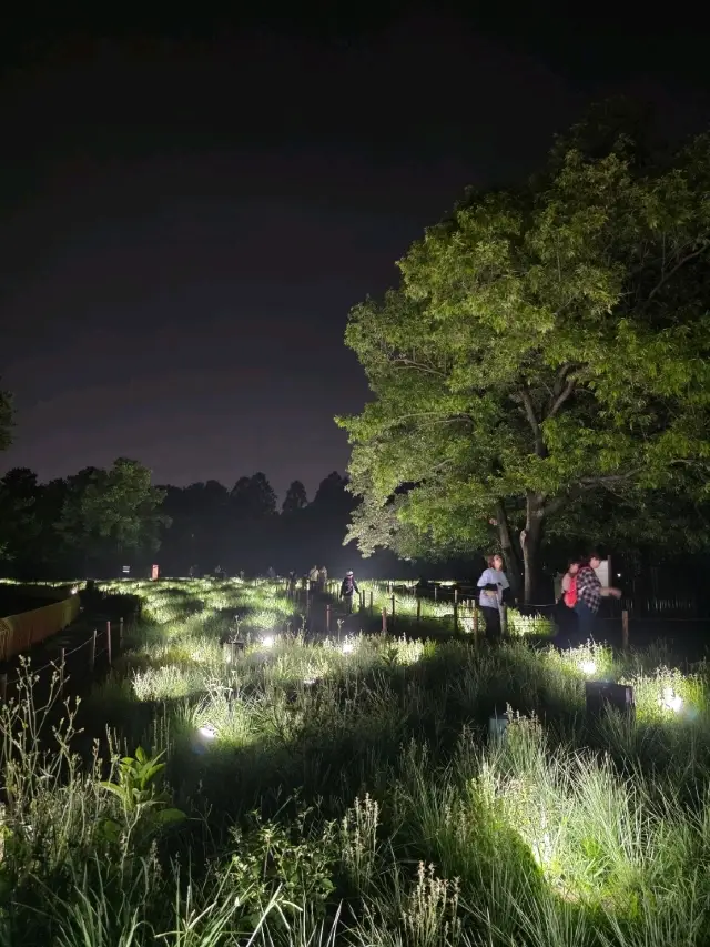 #GetDiscountsWithoutLuck
Looking for a place to stroll at night?