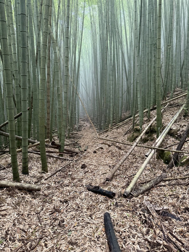 峰市集、原住民族館及民都有山步道走走